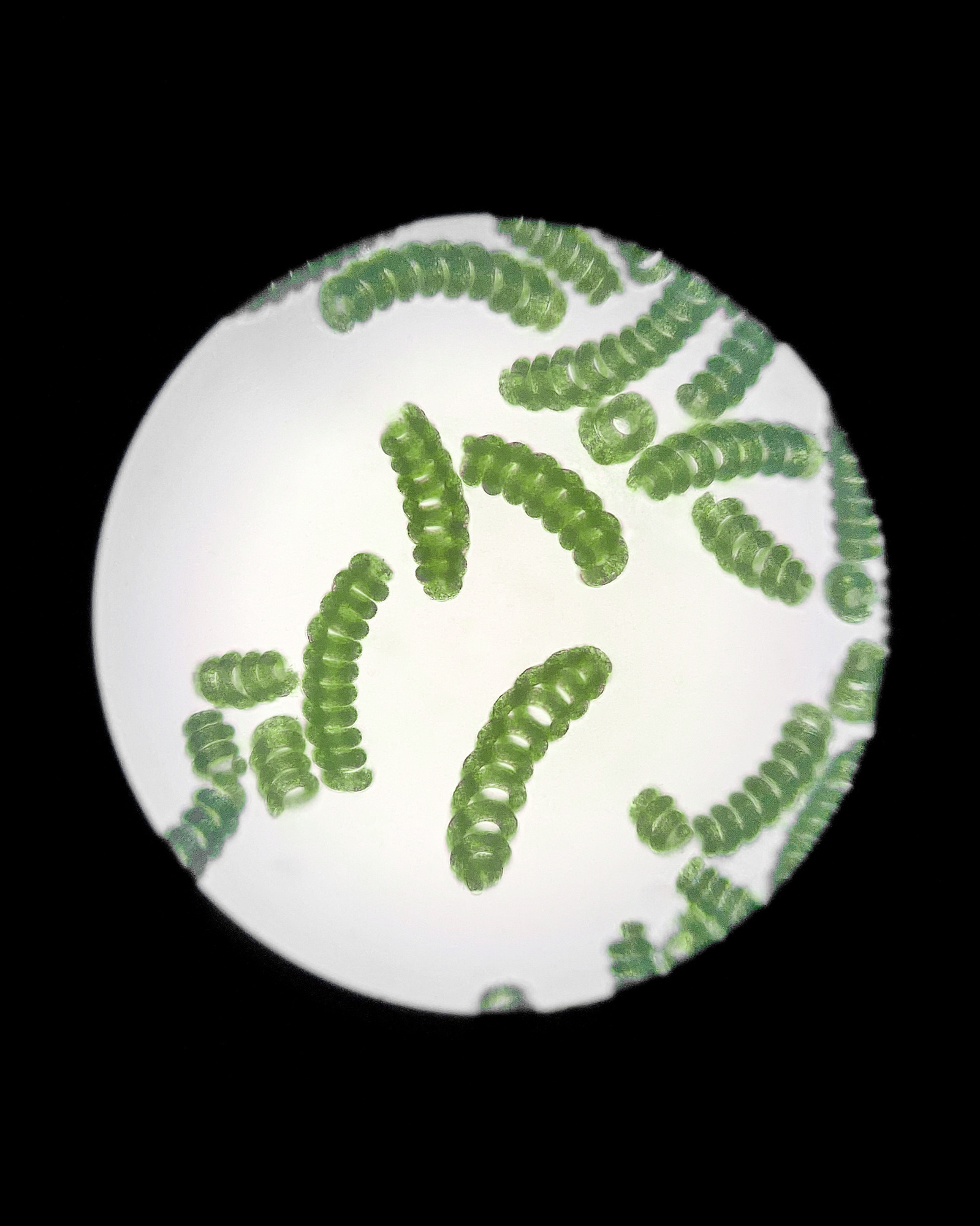 Au microscope, la micro-algue se distingue par sa forme en spirale.