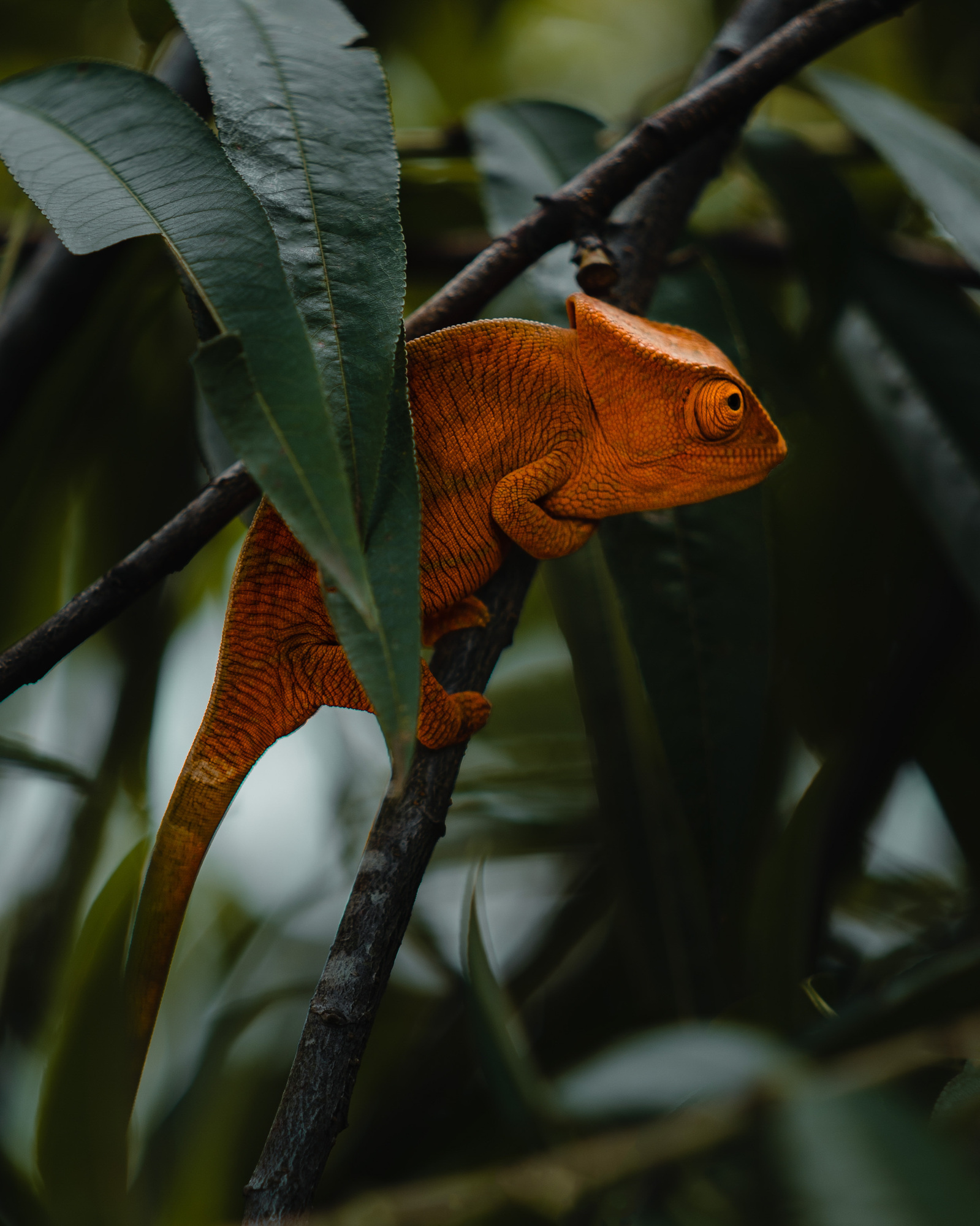 Un caméléon orange se tient dans les branche d'un arbre