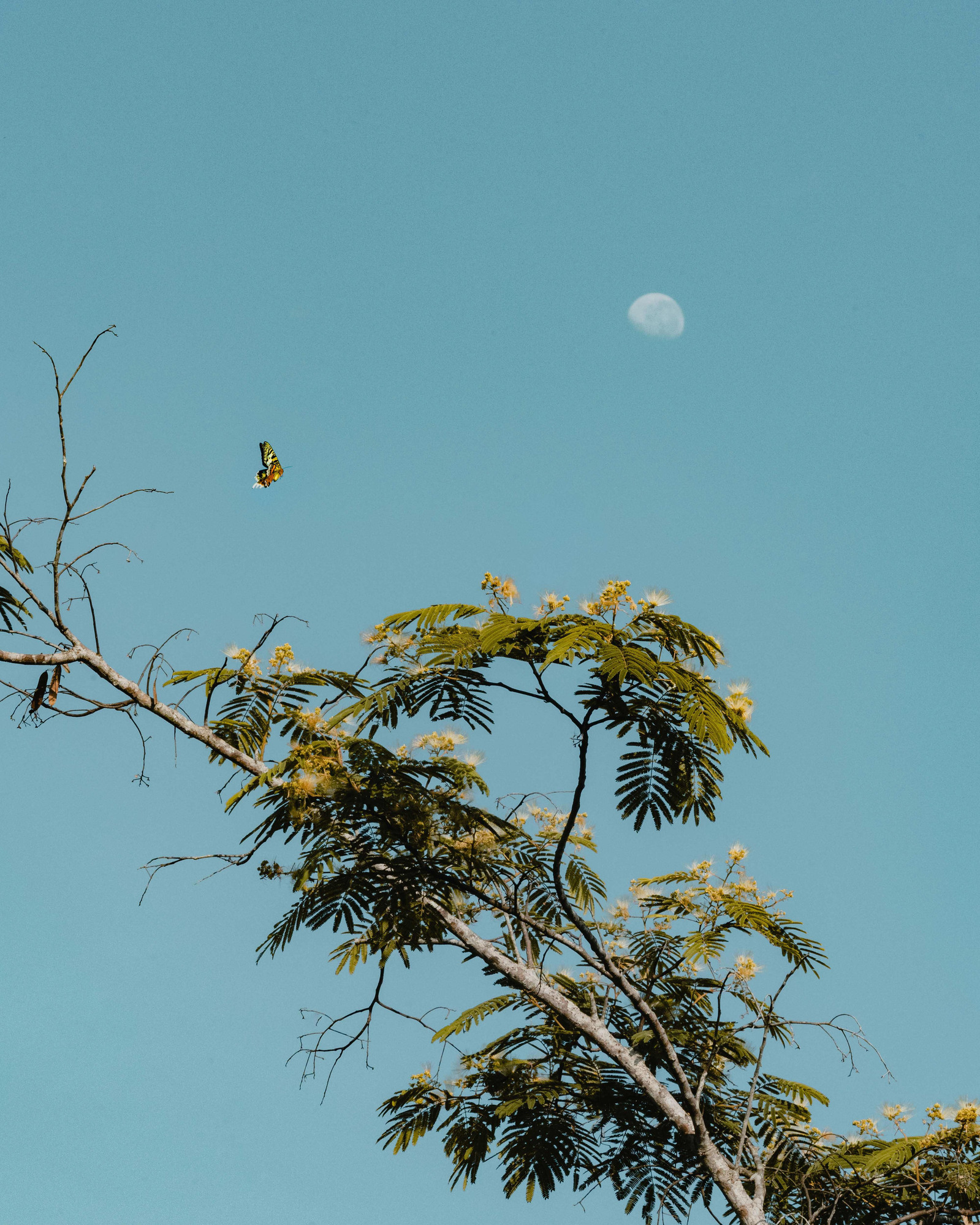 Un papillon vole au dessus d'un arbre avec la lune dans le ciel