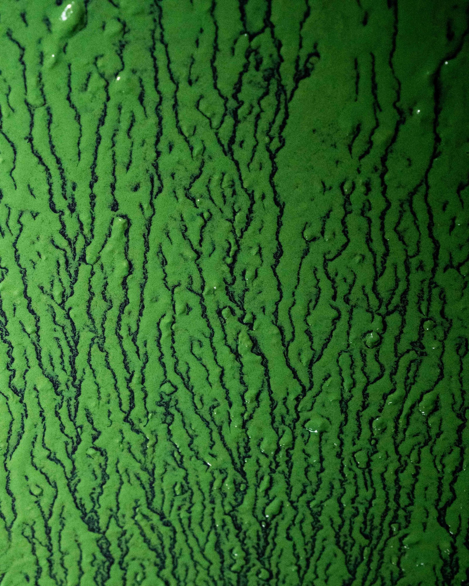 Reportage spiruline. La spiruline de couleur verte dégouline sur le seau.