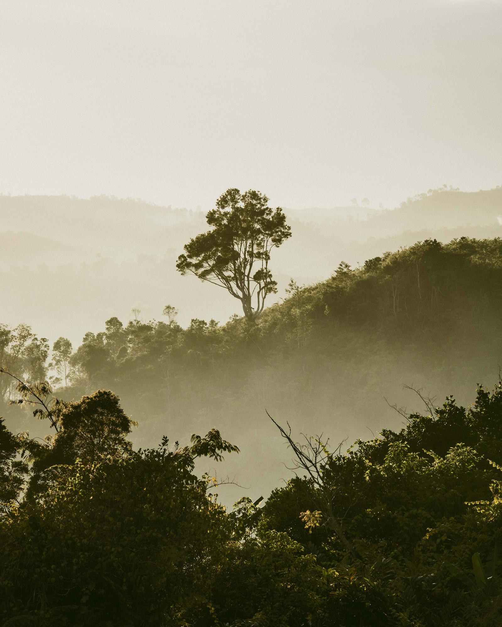 Un arbre sort de la canopée dans la Forêt tropicale de Vohimana