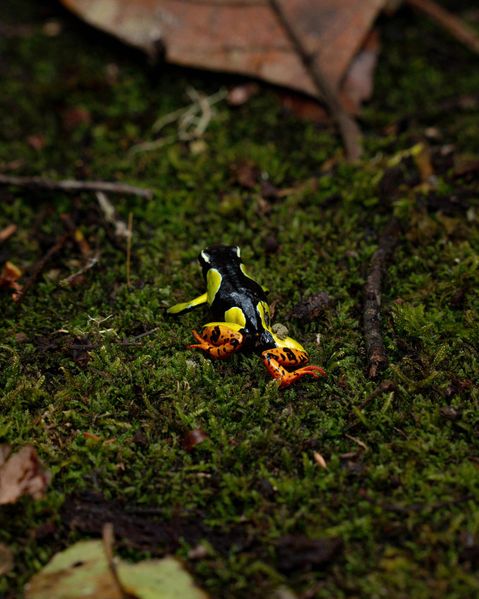 Mantella Baroni grenouille endémique de Vohimana