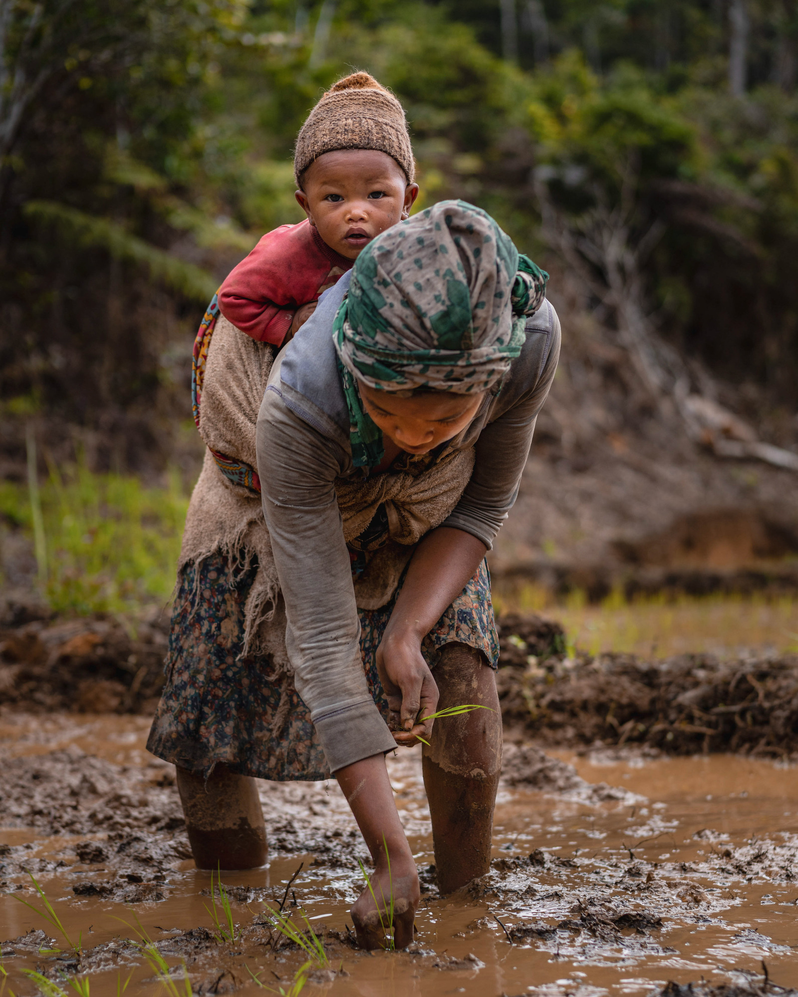 Une femme est en train de planter du riz avec son bébé sur le dos.