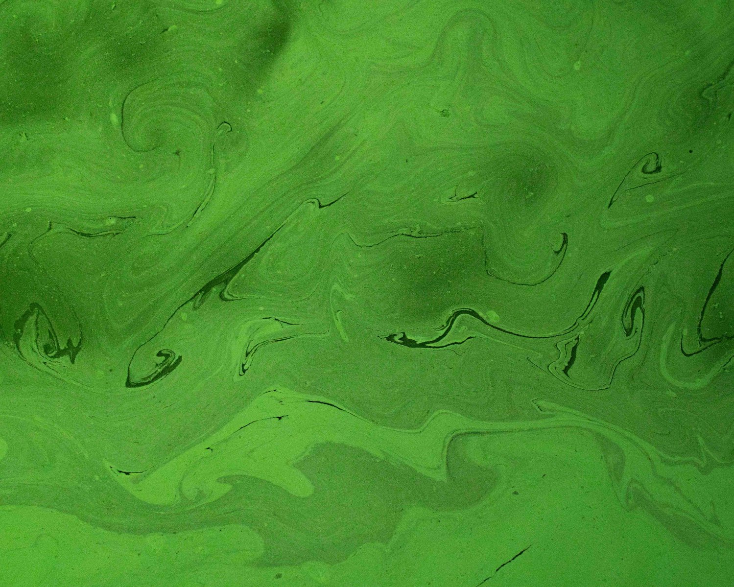Spiruline à la surface de l'eau