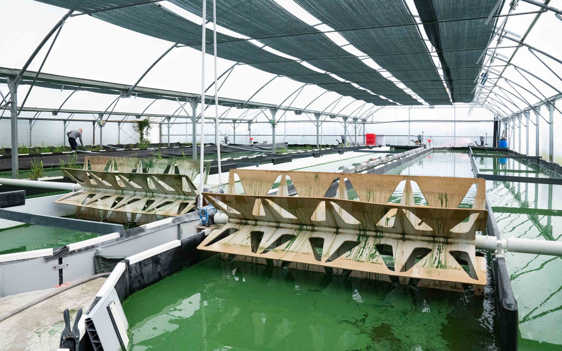 A la ferme des roseaux d'Hugo, il y'a 4 bassins de culture.