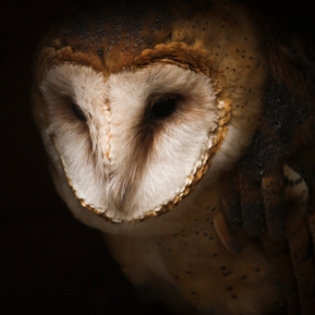 An image of a Barn owl. The image is a close-up of the owl's head and upper body. Most of it is in shadow but the bright white face stands out. #wacccaptive
