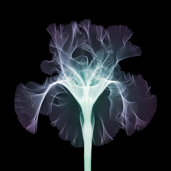 colour x-ray of flower