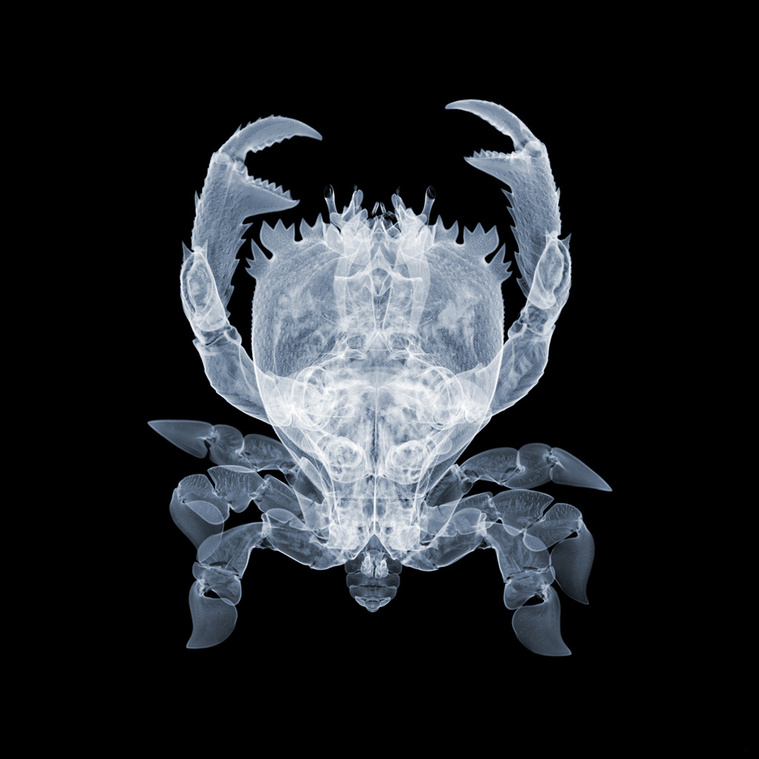 creative x-ray photography