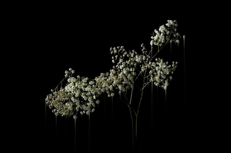 Flowers series by Ryan Blackwell and Nastassia Winge
