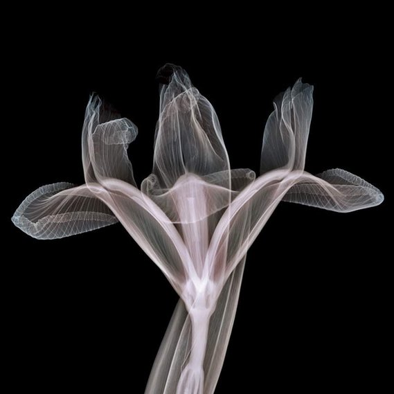 colour x-ray of flower by nick veasey