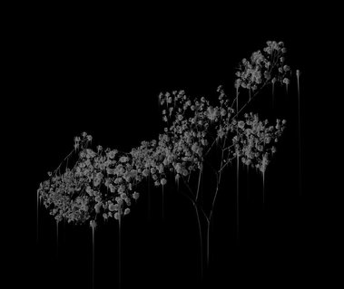 X-Ray Image of Flowers