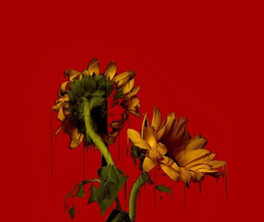Glitch Art of Flowers