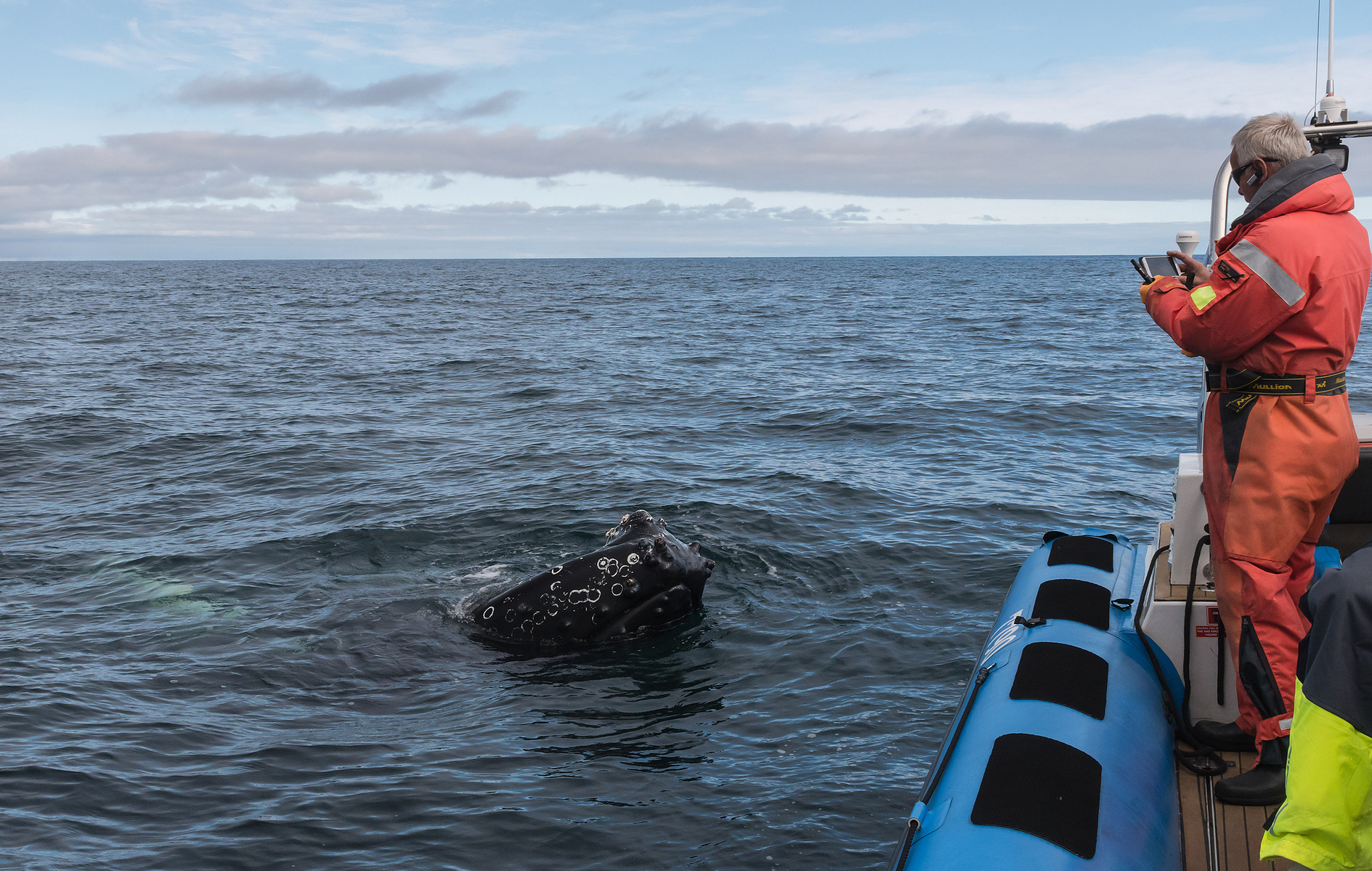 humpback whale, Húsavík, Iceland, Island, whale watching