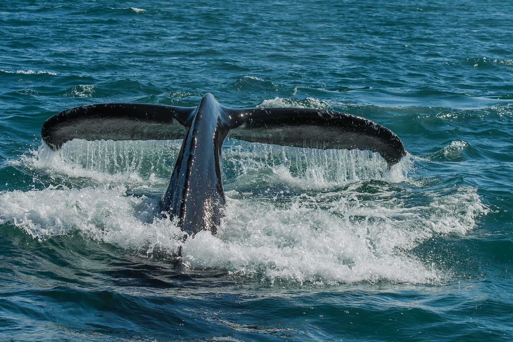humpback whale, Akureyri, Iceland, Island, whale watching