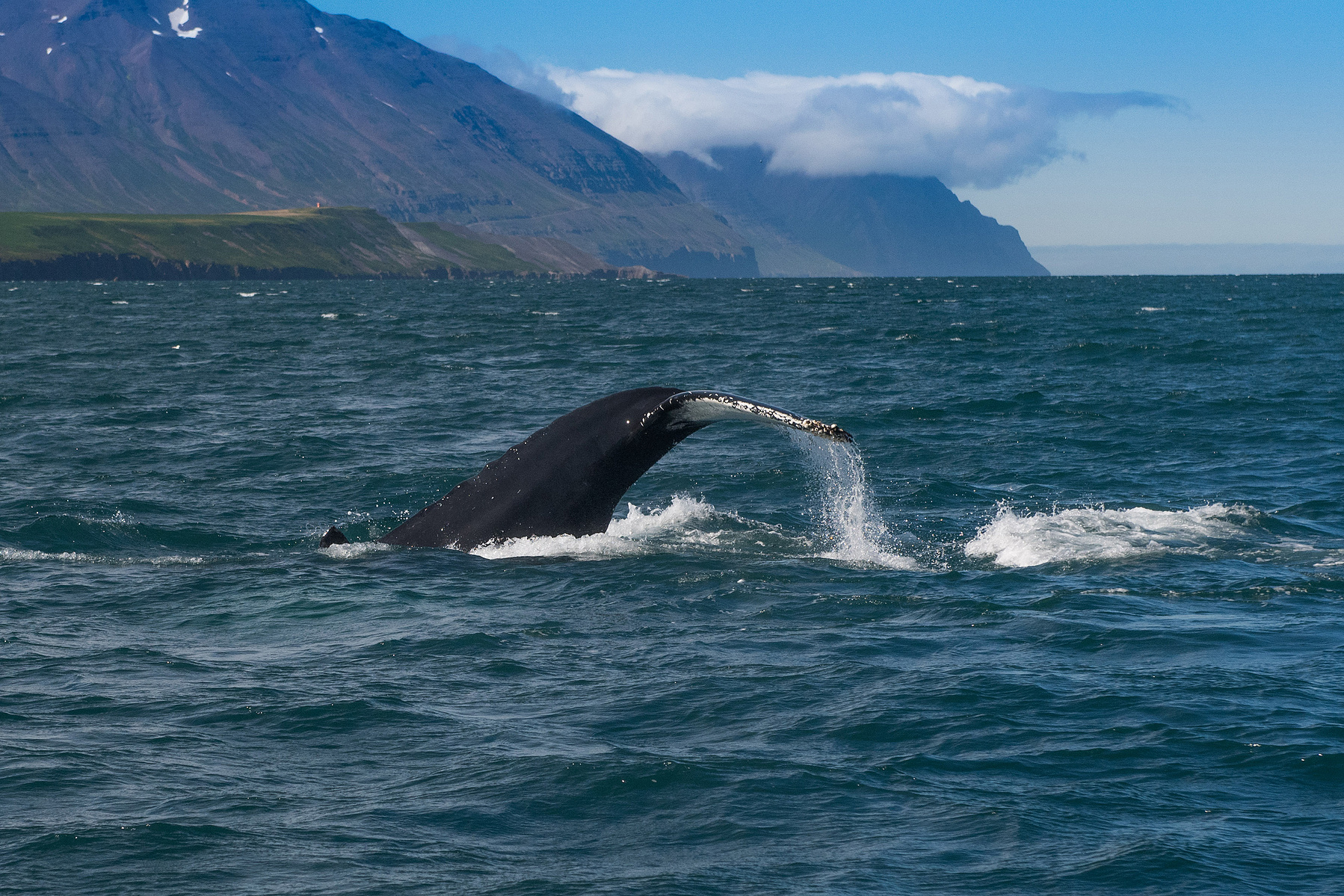 humpback whale, Akureyri, Iceland, Island, whale watching