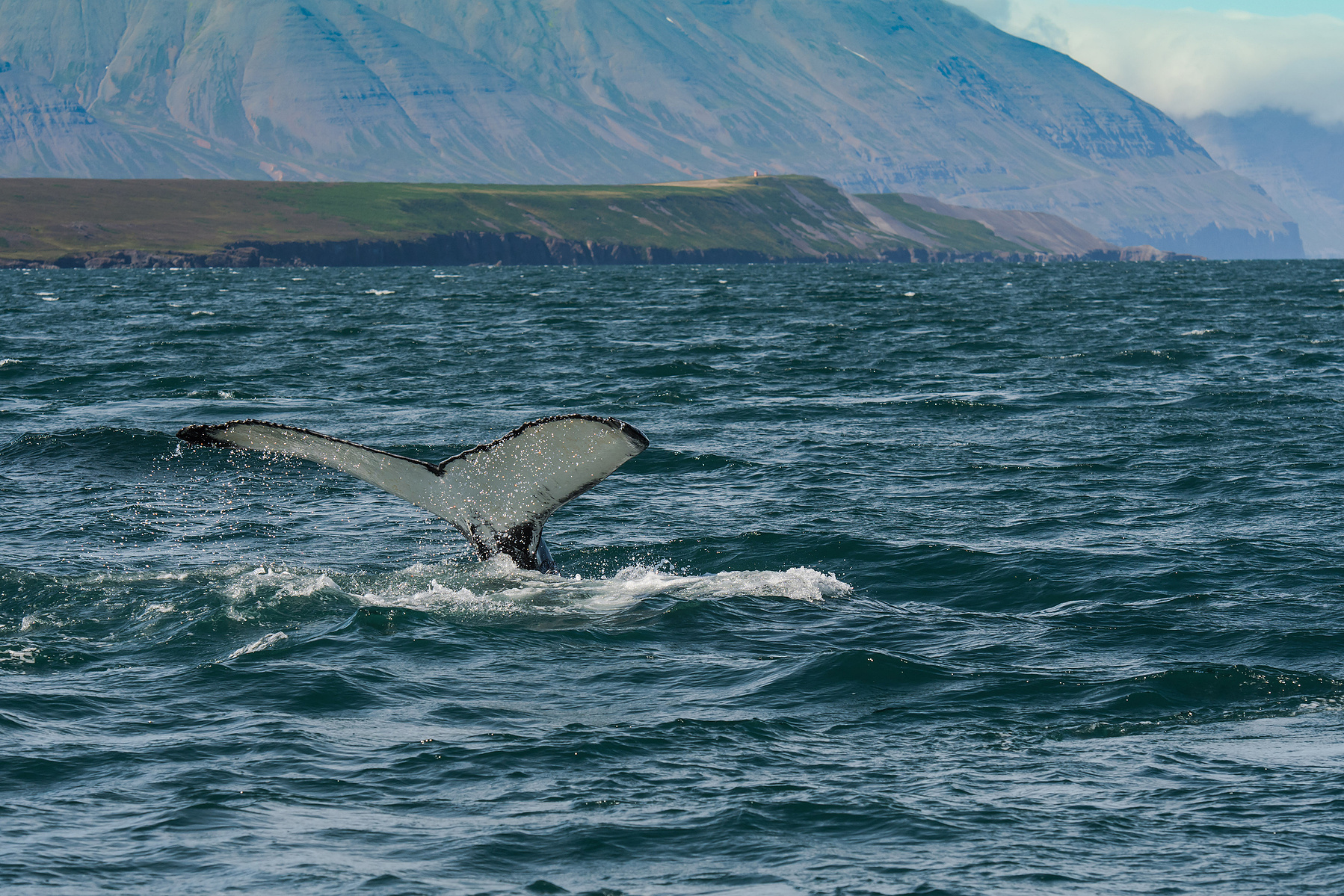 humpback whale, Akureyri, Iceland, Island, whale watching