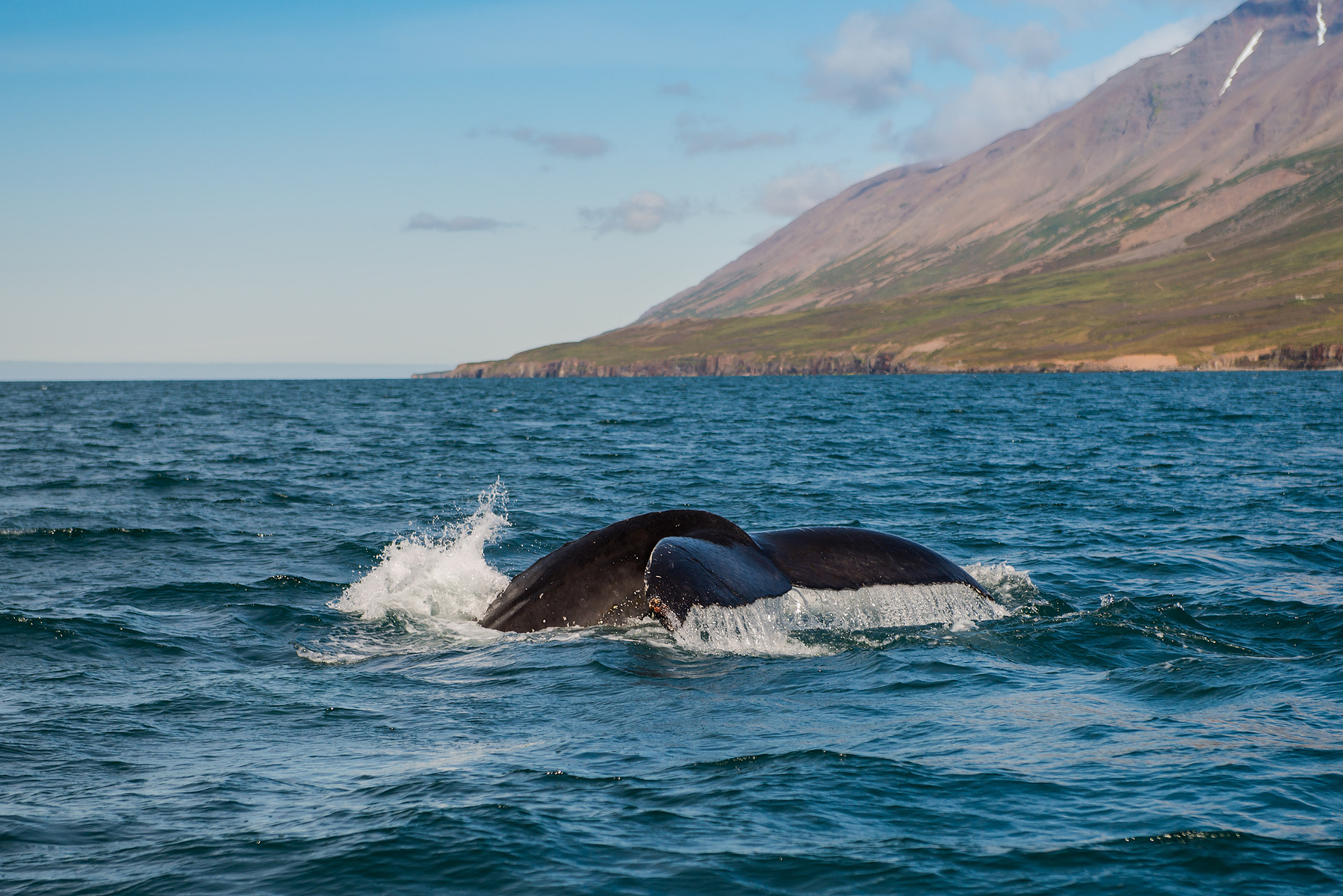 humpback whale, Akureyri, Iceland, Island, whale watching