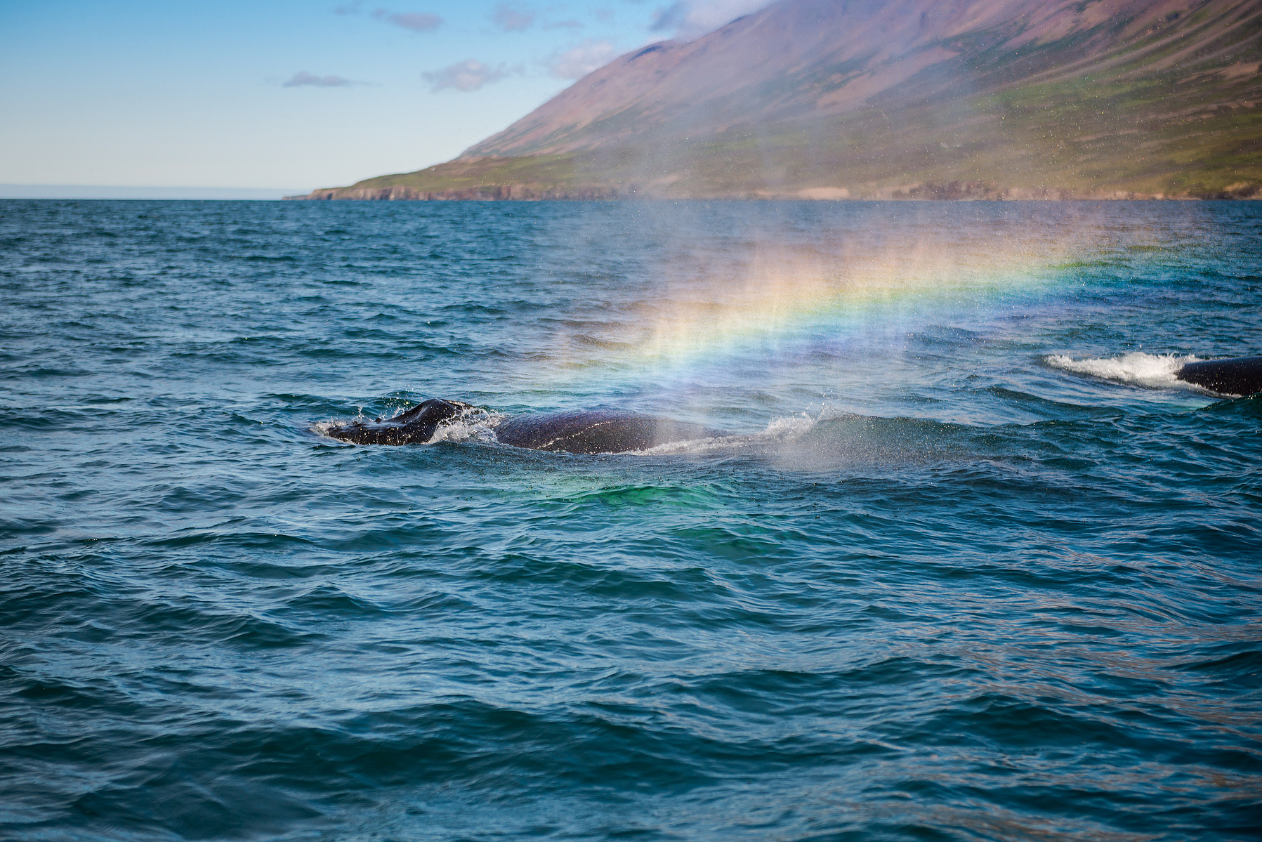 humpback whale, Akureyri, Iceland, Island, whale watching