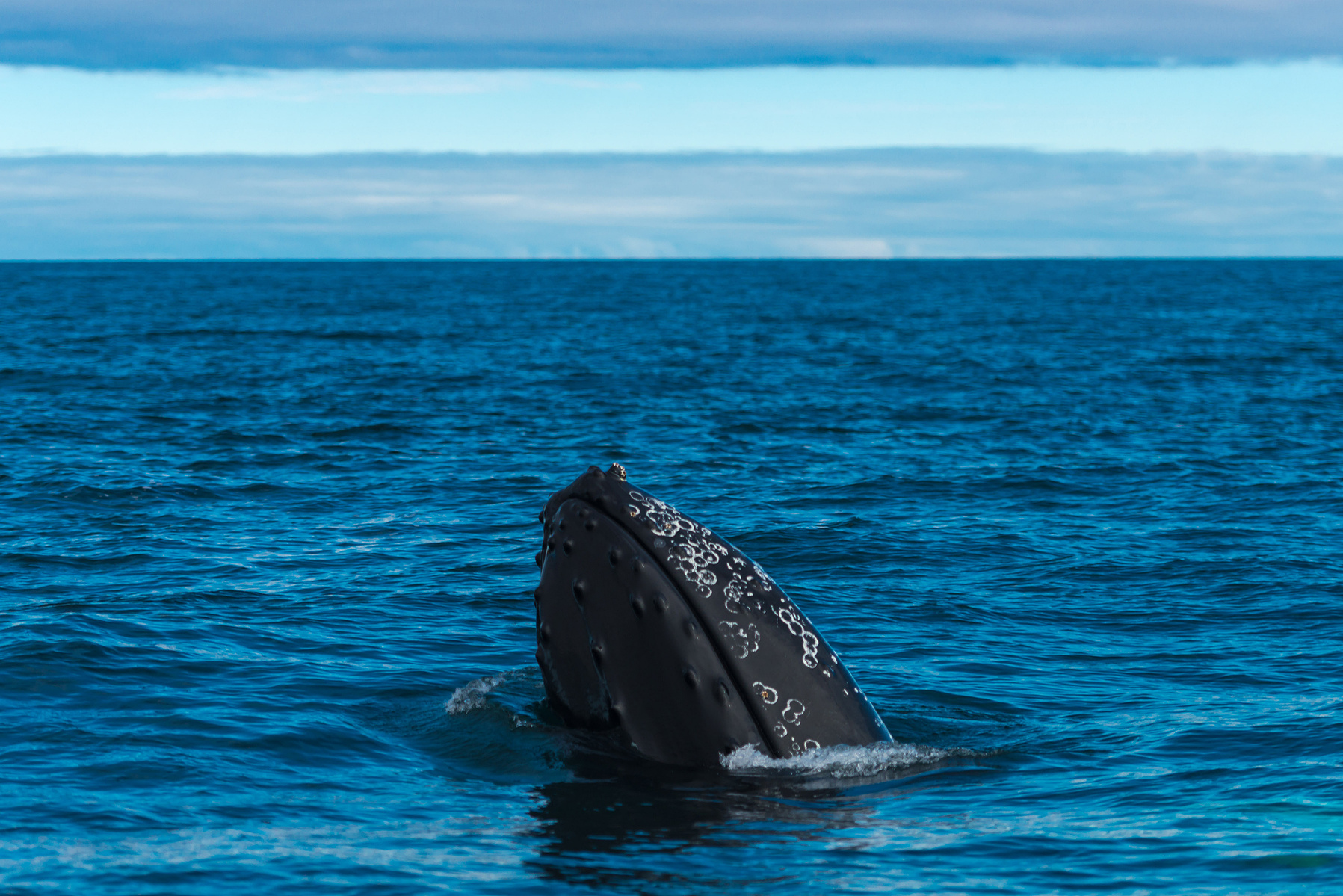 humpback whale, Húsavík, Iceland, Island, whale watching