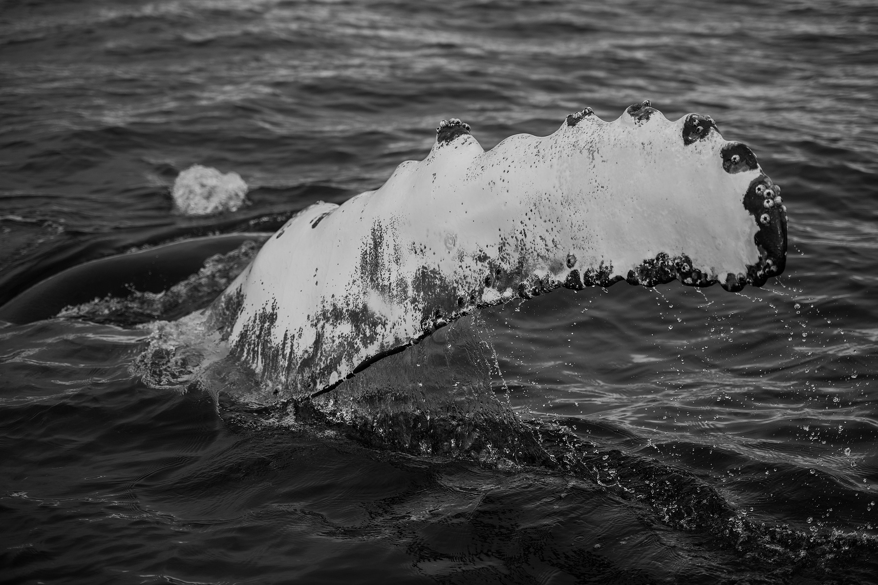 humpback whale, Húsavík, Iceland, Island, whale watching, flipper