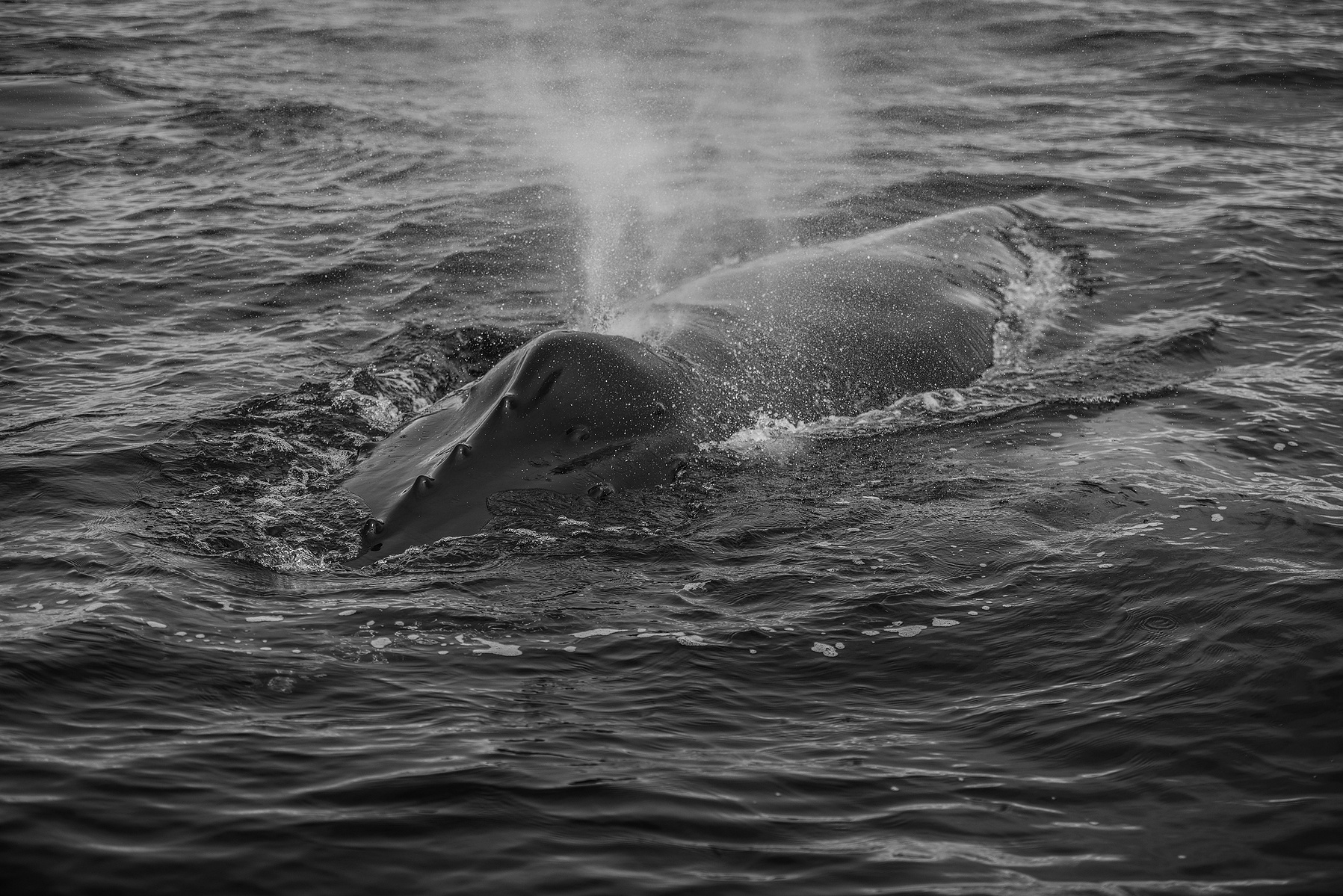 humpback whale, Húsavík, Iceland, Island, whale watching, blow