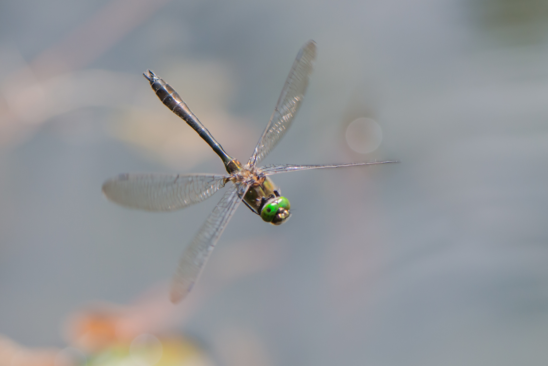 Downy Emerald, Falkenlibelle, dragonfly, Libelle, Cordulia aenea