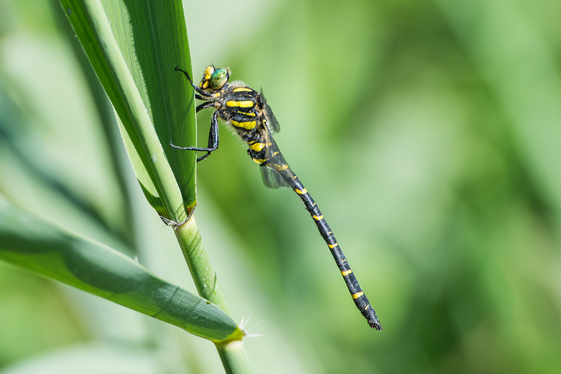 Golden-ringed dragonfly, Zweigestreifte Quelljungfer, männlich; Cordulegaster boltonii, dragonfly, Libelle
