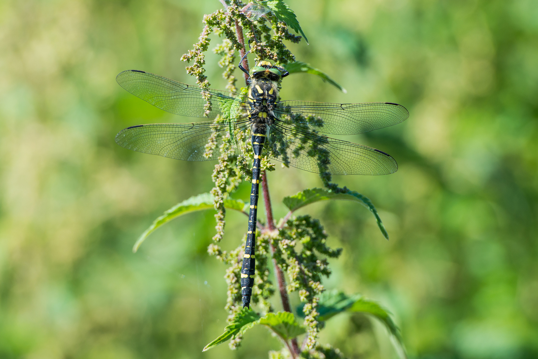 Golden-ringed dragonfly, Zweigestreifte Quelljungfer, männlich; Cordulegaster boltonii, dragonfly, Libelle