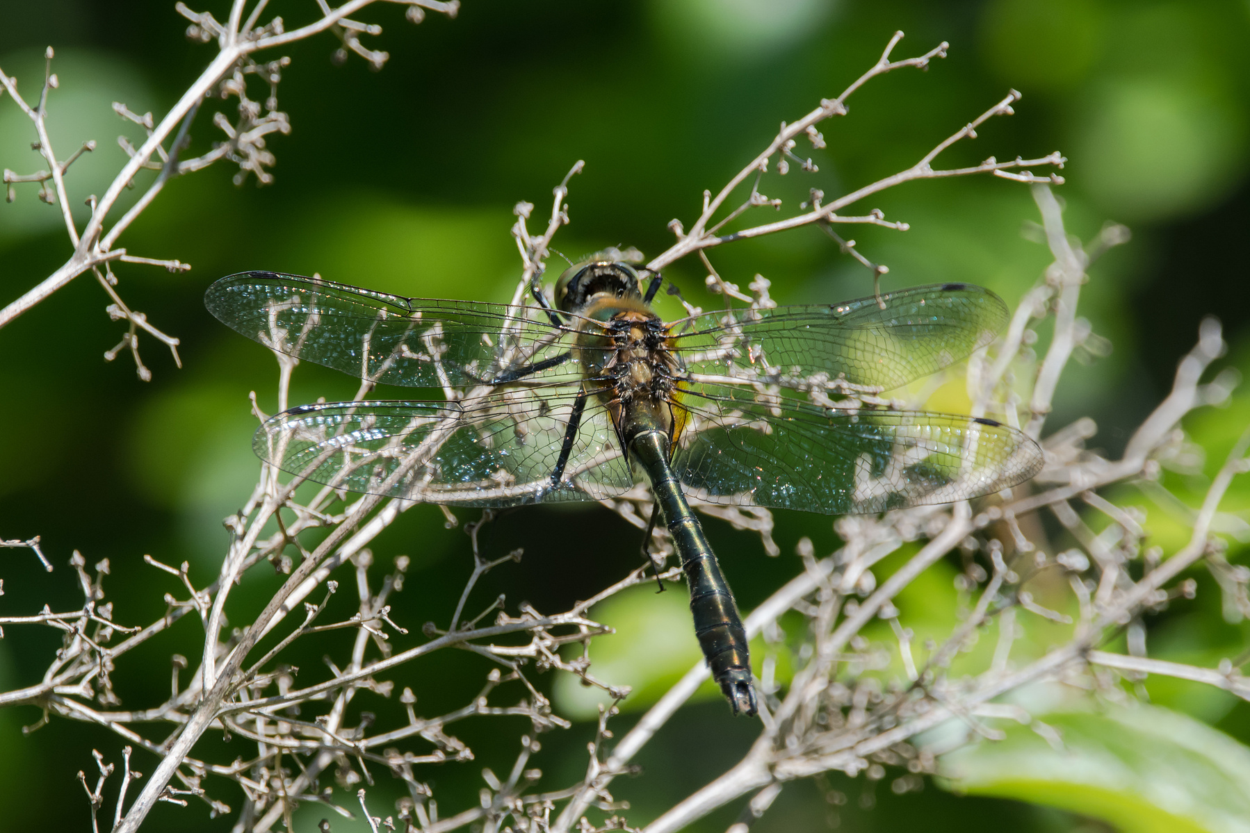 Downy Emerald, Falkenlibelle, dragonfly, Libelle, Cordulia aenea