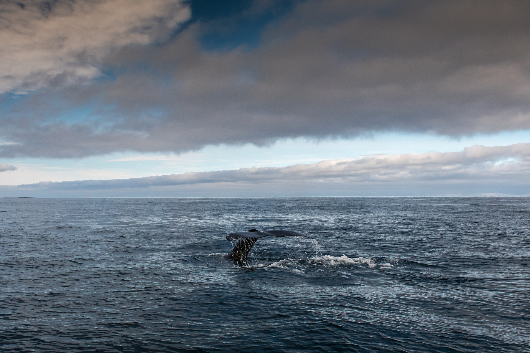 humpback whale, Húsavík, Iceland, Island, whale watching