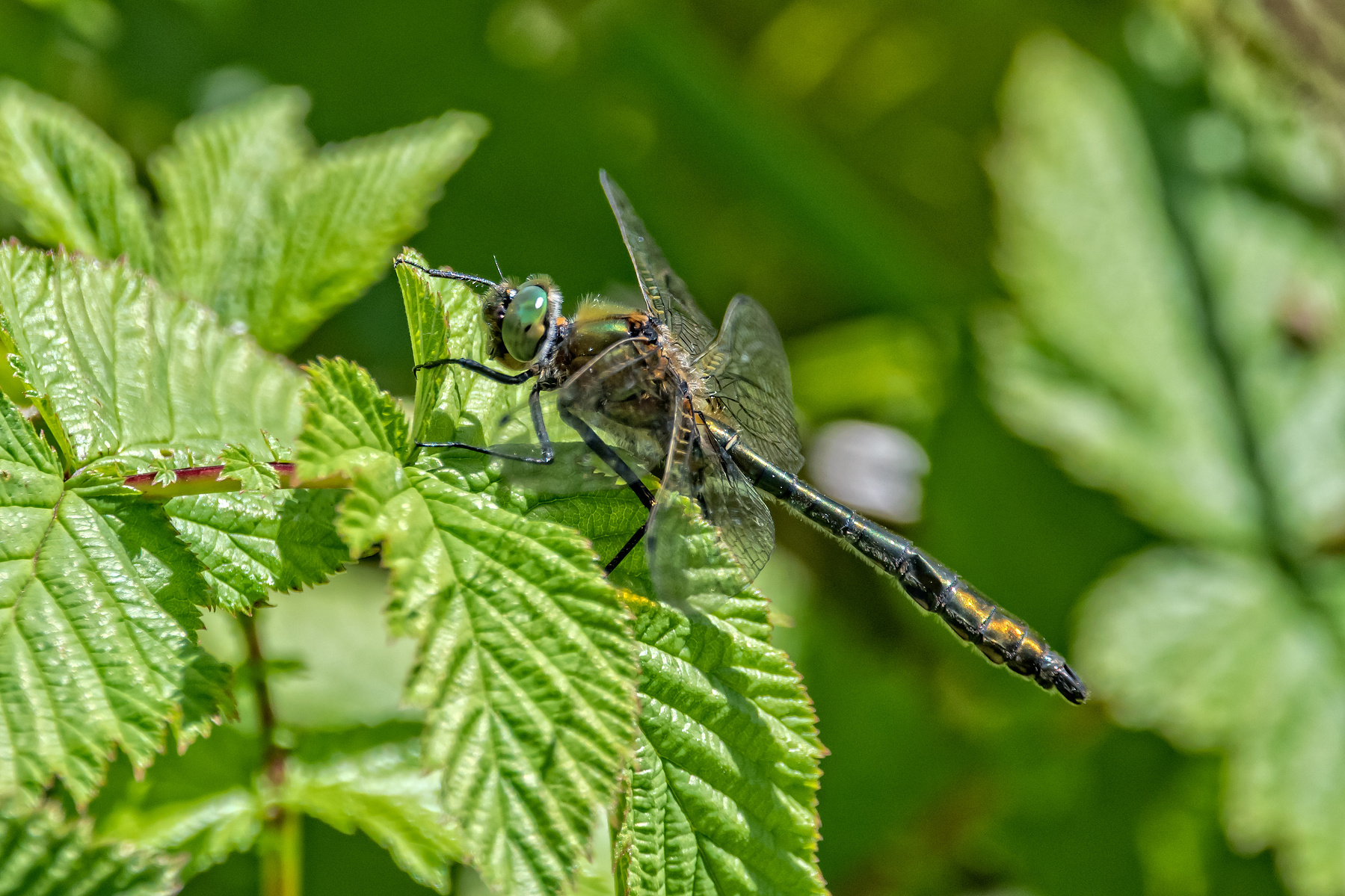 Downy Emerald, Falkenlibelle, dragonfly, Libelle, Cordulia aenea