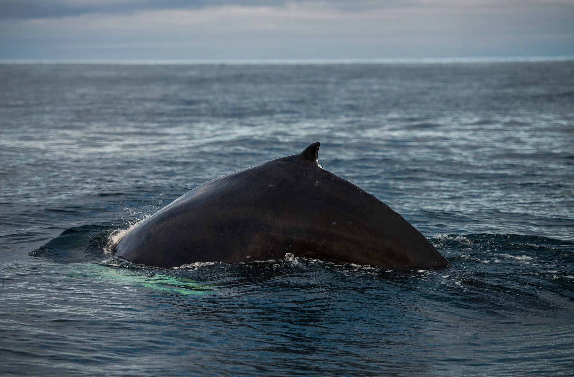 humpback whale, Húsavík, Iceland, Island, whale watching, fin