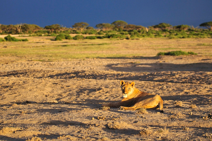lioness, Amboseli, Kenya