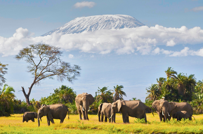 bul elephant, musth, Kenya, Amboseli, Kilimanjaro