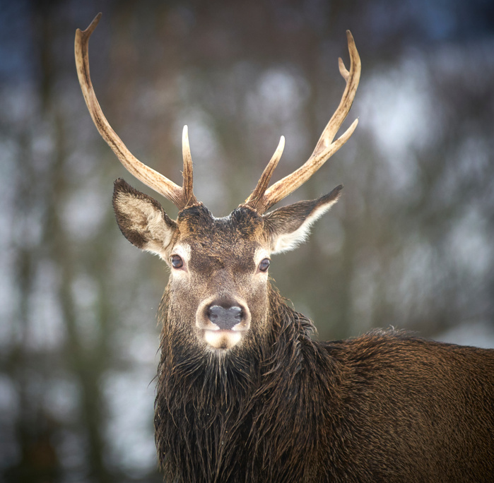 red deer, Scotland