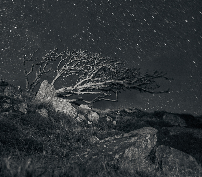 tree,rowan,stars,night,
long exposure, Scotland, Hebrides, black and white.
