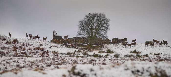 deer, red deer, Scotland, Rannoch Moor, derelict, cleared house, ruin.