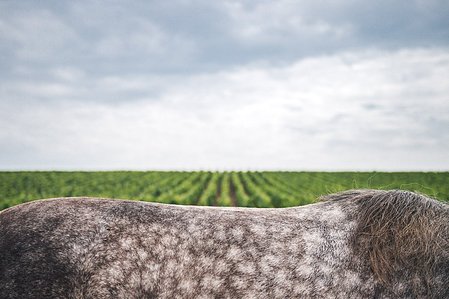 Photo © Brice Braastad - Episode II - Chateau Latour, Pauillac, France