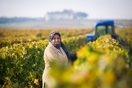 Photo © Brice Braastad - Episode II - Chateau Suduiraut, Sauternes, France