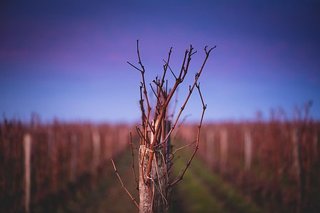 Photo © Brice Braastad - Episode II - Chateau Canon, Saint-Emilion, France