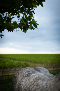 Photo © Brice Braastad - Episode II - Chateau Latour, Pauillac, France