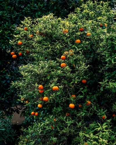 Mandarin trees cover the urban landscape all around Dubrovnik.
