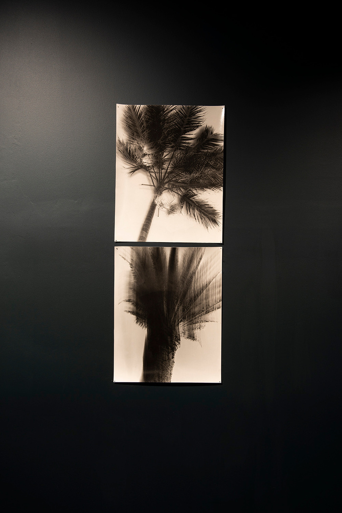 "Wednesday Sutherland" "palm tree" darkroom "silver gelatin print" "making pictures" "james rhodes" "aidan gageler" "peta lumley" "liz o'brien" "newcastle artist" "newcastle photomedia artists" photomedia "the creator incubator"