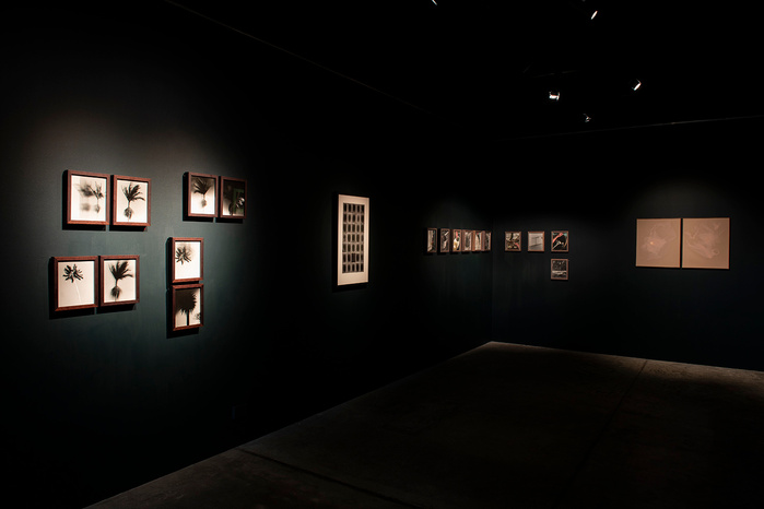 "Wednesday Sutherland" "palm tree" darkroom "silver gelatin print" "making pictures" "james rhodes" "aidan gageler" "peta lumley" "liz o'brien" "newcastle artist" "newcastle photomedia artists" photomedia "the creator incubator"