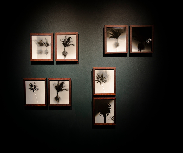 "Wednesday Sutherland" "palm tree" darkroom "silver gelatin print" "making pictures" "james rhodes" "aidan gageler" "peta lumley" "liz o'brien" "newcastle artist" "newcastle photomedia artists" photomedia "the creator incubator"
