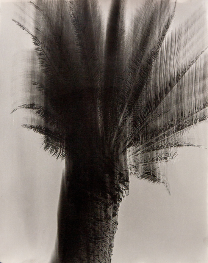 "Wednesday Sutherland" "palm tree" darkroom "silver gelatin print" "making pictures" "james rhodes" "aidan gageler" "peta lumley" "liz o'brien" "newcastle artist" "newcastle photomedia artists" photomedia "the creator incubator"