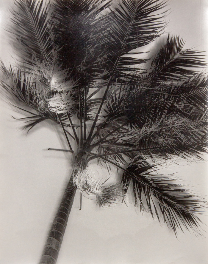 "Wednesday Sutherland" "palm tree" darkroom "silver gelatin print" "making pictures" "james rhodes" "aidan gageler" "peta lumley" "liz o'brien" "newcastle artist" "newcastle photomedia artists" photomedia "the creator incubator"