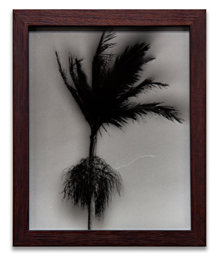 "Wednesday Sutherland" "palm tree" darkroom "silver gelatin print" "making pictures" "james rhodes" "aidan gageler" "peta lumley" "liz o'brien" "newcastle artist" "newcastle photomedia artists" photomedia "the creator incubator"