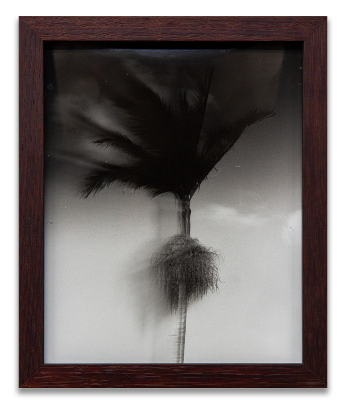 "Wednesday Sutherland" "palm tree" darkroom "silver gelatin print" "making pictures" "james rhodes" "aidan gageler" "peta lumley" "liz o'brien" "newcastle artist" "newcastle photomedia artists" photomedia "the creator incubator"