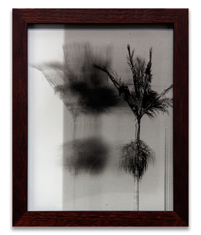 "Wednesday Sutherland" "palm tree" darkroom "silver gelatin print" "making pictures" "james rhodes" "aidan gageler" "peta lumley" "liz o'brien" "newcastle artist" "newcastle photomedia artists" photomedia "the creator incubator"